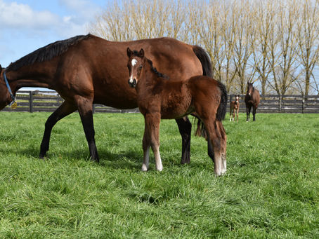 PROFONDO - THUNDER MACHINE FILLY