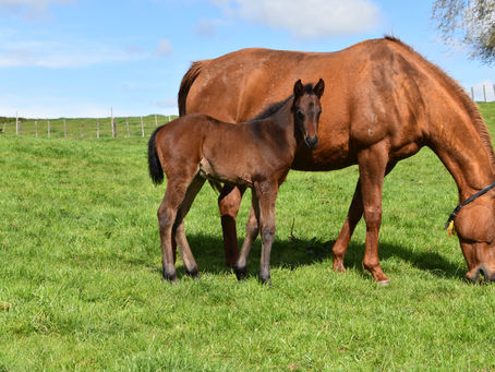 NOVERRE - STICKING POINT FILLY