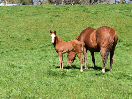 ARMORY - KAIA FILLY