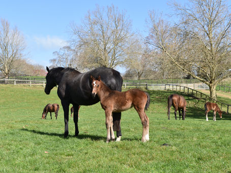 PROFONDO - QUEEN ZYRAH FILLY