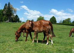 Rios - Poppy Rose Colt