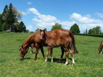 Rios - Poppy Rose Colt