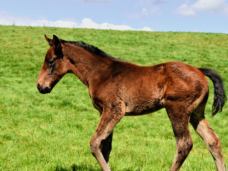 TARZINO - FATUMA COLT