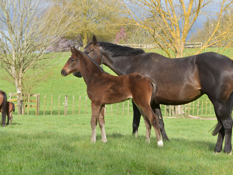 MONGOLIAN KHAN - SHINKANSEN COLT
