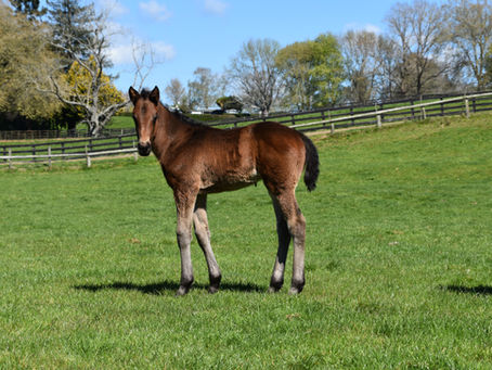 AUGUSTE RODIN - BIG DREAMER FILLY