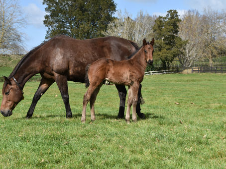 ARDROSSAN - SWINGING SIXTIES COLT