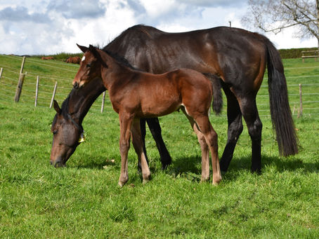 SUPER SETH - DANGEROUS LIAISONS FILLY
