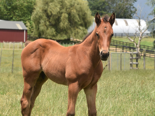 TARZINO - MONGOLIA COLT
