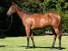 Lot 38 Vamoose.jpeg