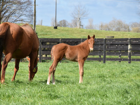PROFONDO - HESITATION FILLY