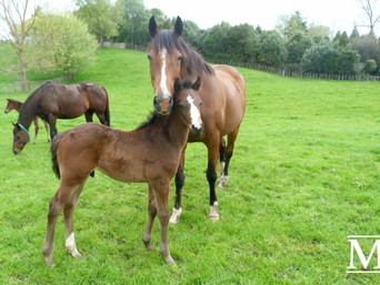 He's Remarkable - Dragon's Den Colt
