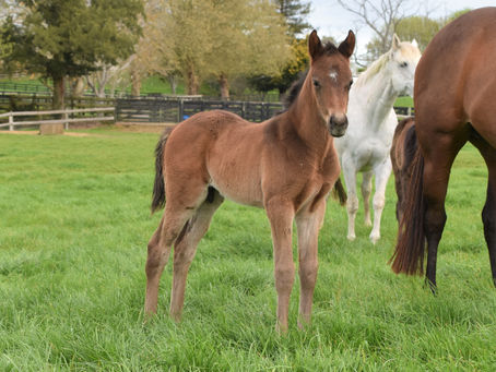 COMPLACENT - URALLA COLT