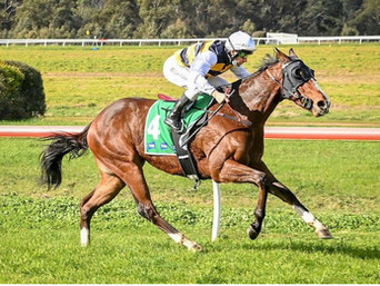 MISTA RAZZLEDAZZLE BLOWS THEM AWAY ON AUSTRALIAN DEBUT