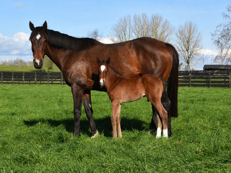THE AUTUMN SUN - CAMPIONESSA COLT