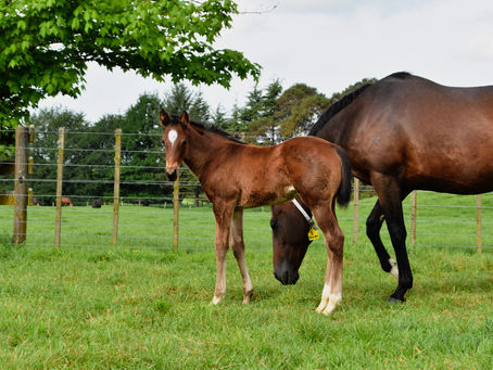 CONTRIBUTER - IN A FRENZY COLT