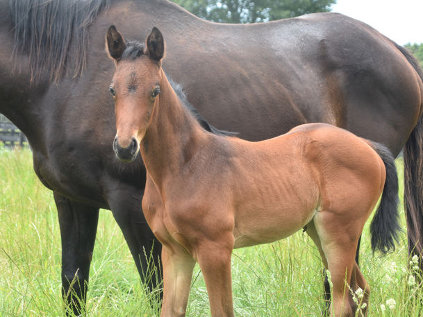 PUCCINI - LADY HARRIET FILLY