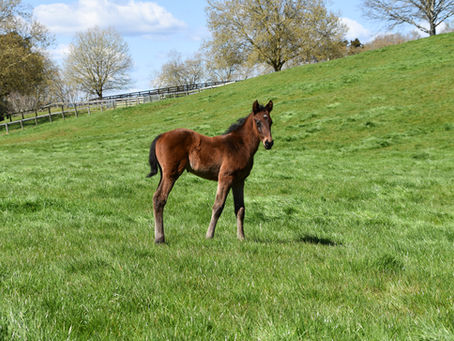 PROFONDO - ELLIE MONEE COLT