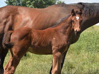 SWISS ACE - FLURRY COLT