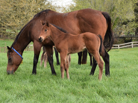 TARZINO - VAMOOSE FILLY