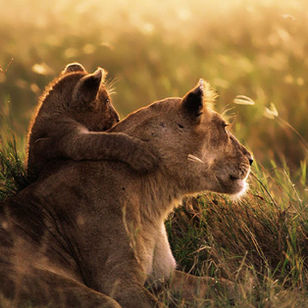 Kenya: The Ultimate Safari