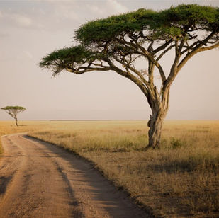Feel Tanzania's Heartbeat