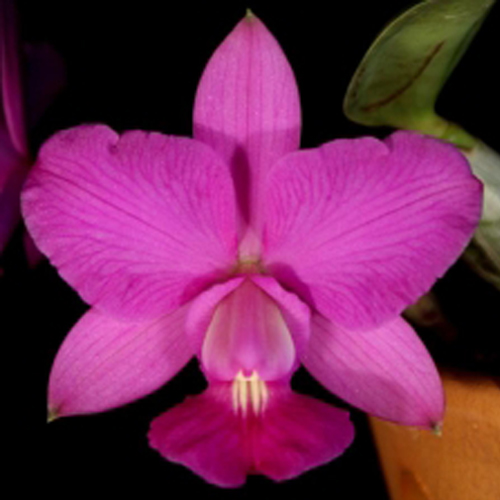 cattleya walkeriana wenzel x pink smile | Orquidário Aniela