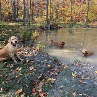 three golden retriever dogs swimming in pond in ontario