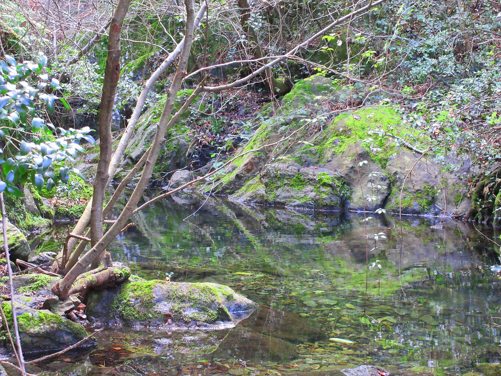 Natural Pool