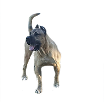 Kaos.png