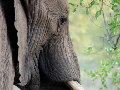 El elefante y los ciegos.