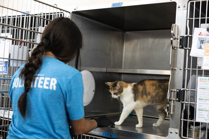 a place that can really help a feral cat