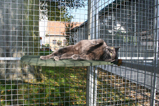 Visiting And Evaluating A Cat Center