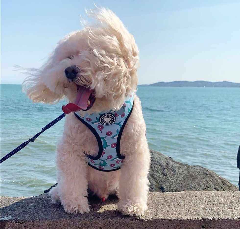 Medium Comfort Harness