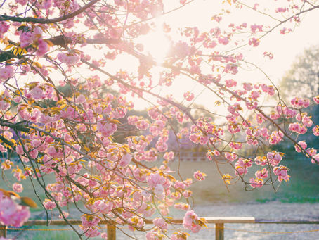 【活動報告】宇治市植物公園で夜桜を撮る