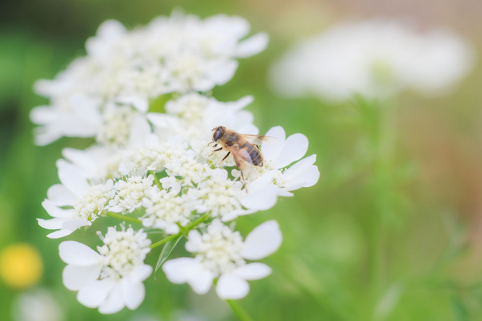 【Photo Walk】マクロの魔法にかけられて...春のミクロ散歩 in KYOTO