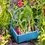 Thumbnail: Swiss Chard Seeds