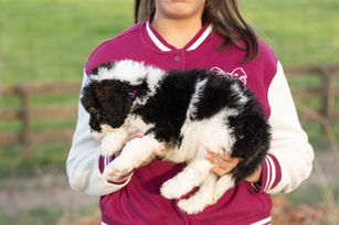 Side view of F1b Sheepadoodle female puppy