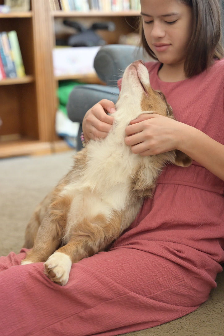 Meadow American Corgi
