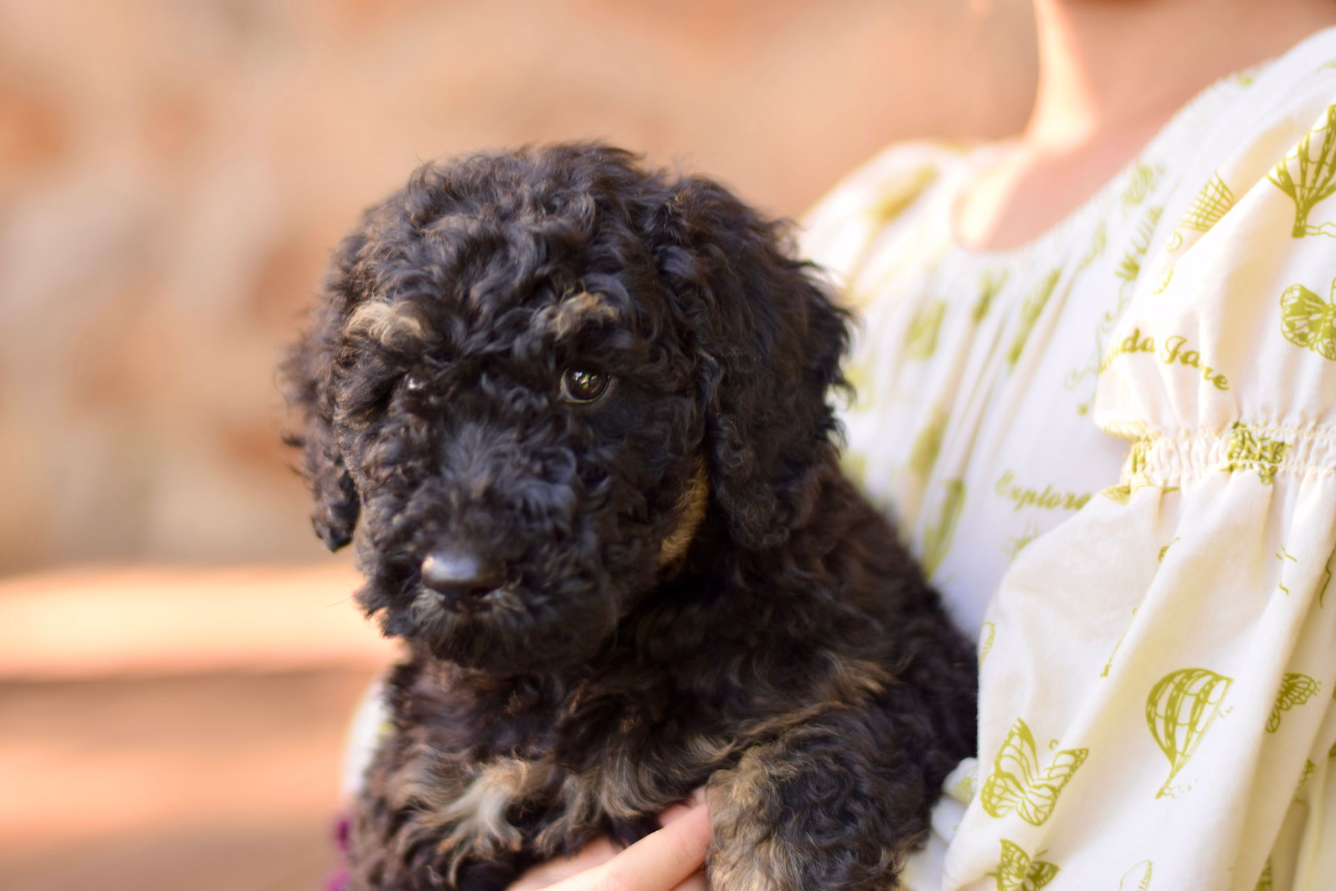 Ace Mini Sheepadoodle Puppy
