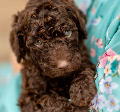 Constance Brown Female AKC Standard Poodle Puppy for sale