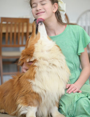 Fluffy AKC Pembroke Corgi giving kisses