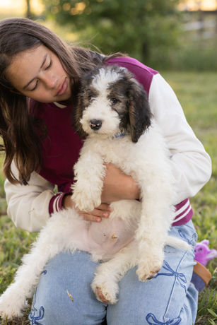 Male F1b Standard Sheepadoodle Puppy Snuggling with Teenage Girl