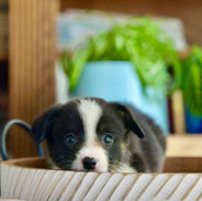 American Corgi for sale