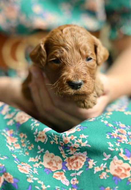 Red Standard Poodle puppy named Meg 
