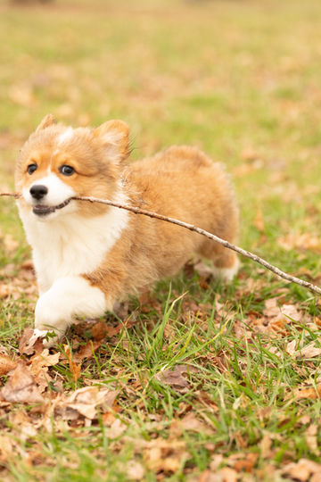 Mae Female Fluffy Pembroke Corgi Puppy For Sale