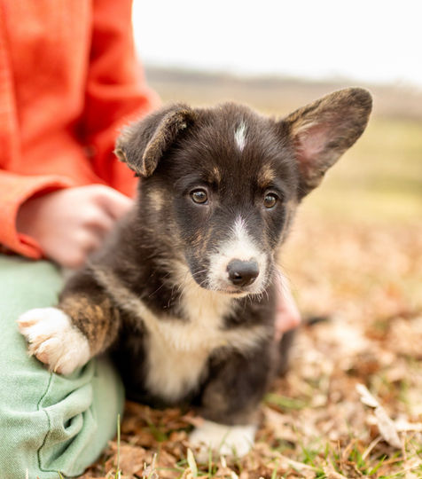 Linus American Corgi Male For Sale