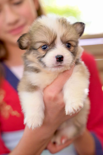 Fluffy Pembroke Corgi puppy for sale