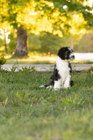 F1b Sheepadoodle Puppy sitting in golden hour light looking away from the camera