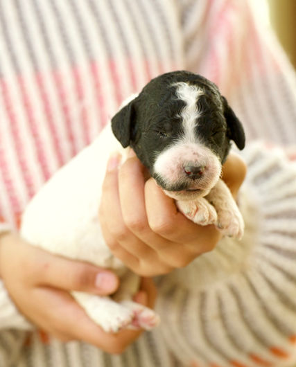 Bates Black and White Parti Male AKC Standard Poodle Puppy For Sale