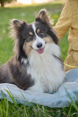 Fluffy AKC Pembroke Corgi sitting nicely
